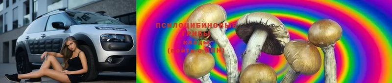 Псилоцибиновые грибы MAGIC MUSHROOMS  купить наркоту  Кимовск 